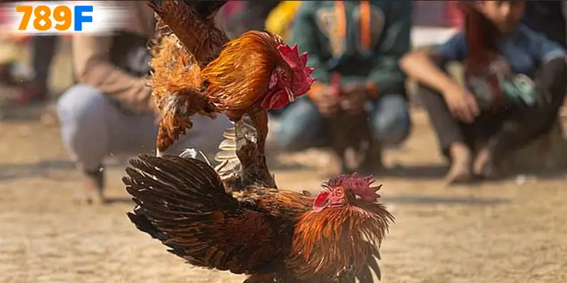 Đá Gà C1 – Sân Chơi Đỉnh Cao Dành Cho Người Mê Chiến Kê