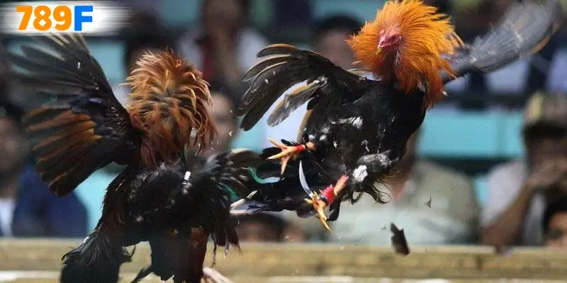 Trải Nghiệm Đá Gà C2 Kịch Tính Với Phần Thưởng Hấp Dẫn