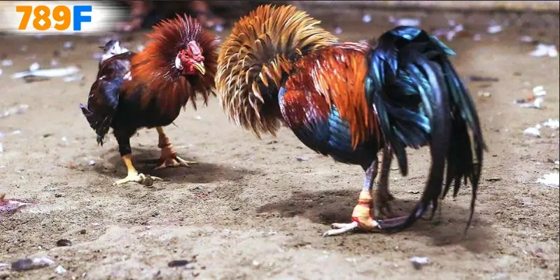 Đá Gà Cựa Dao – 1 Sân Chơi Thu Hút Nhiều Sư Kê Hằng Năm